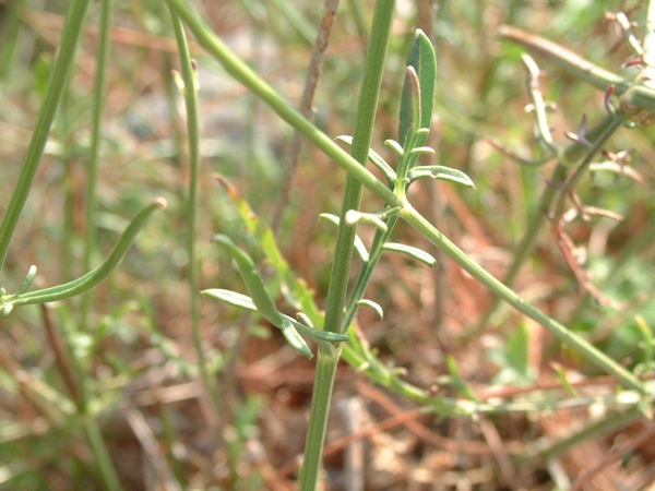 Cephalaria leucantha / Vedovina a teste bianche